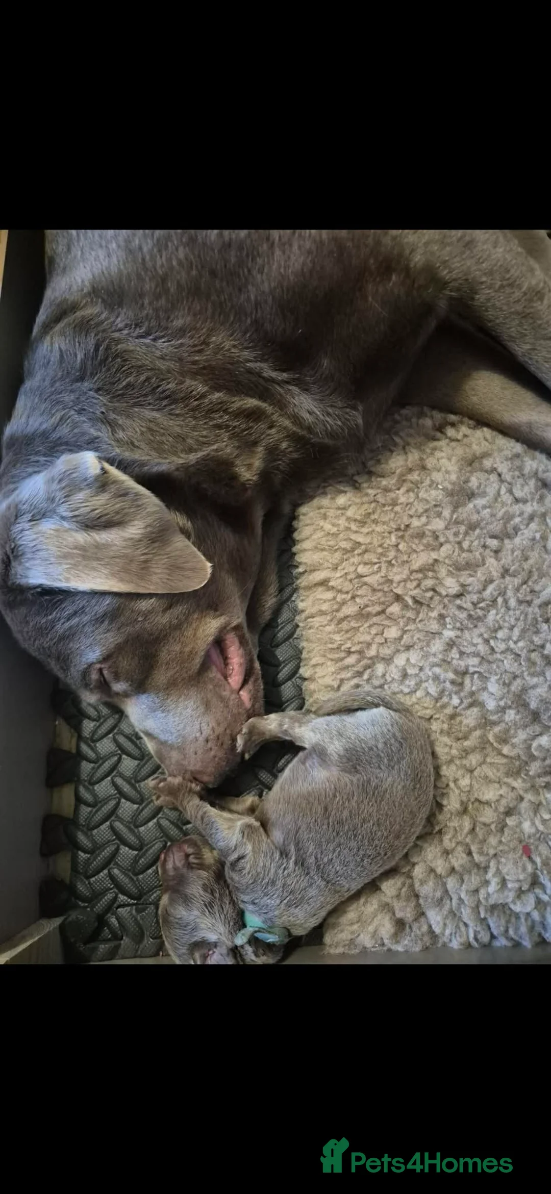 Labrador Retriever dogs for sale: Kc registered silver labrador puppies  in Mansfield - Advert 1