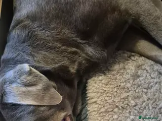 Labrador Retriever dogs Kc registered silver labrador puppies - Advert 1