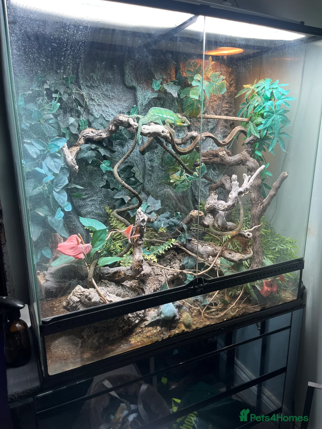Chameleon reptiles for sale: Super Tame Panther Chameleon - Nosy Be - Advert 12