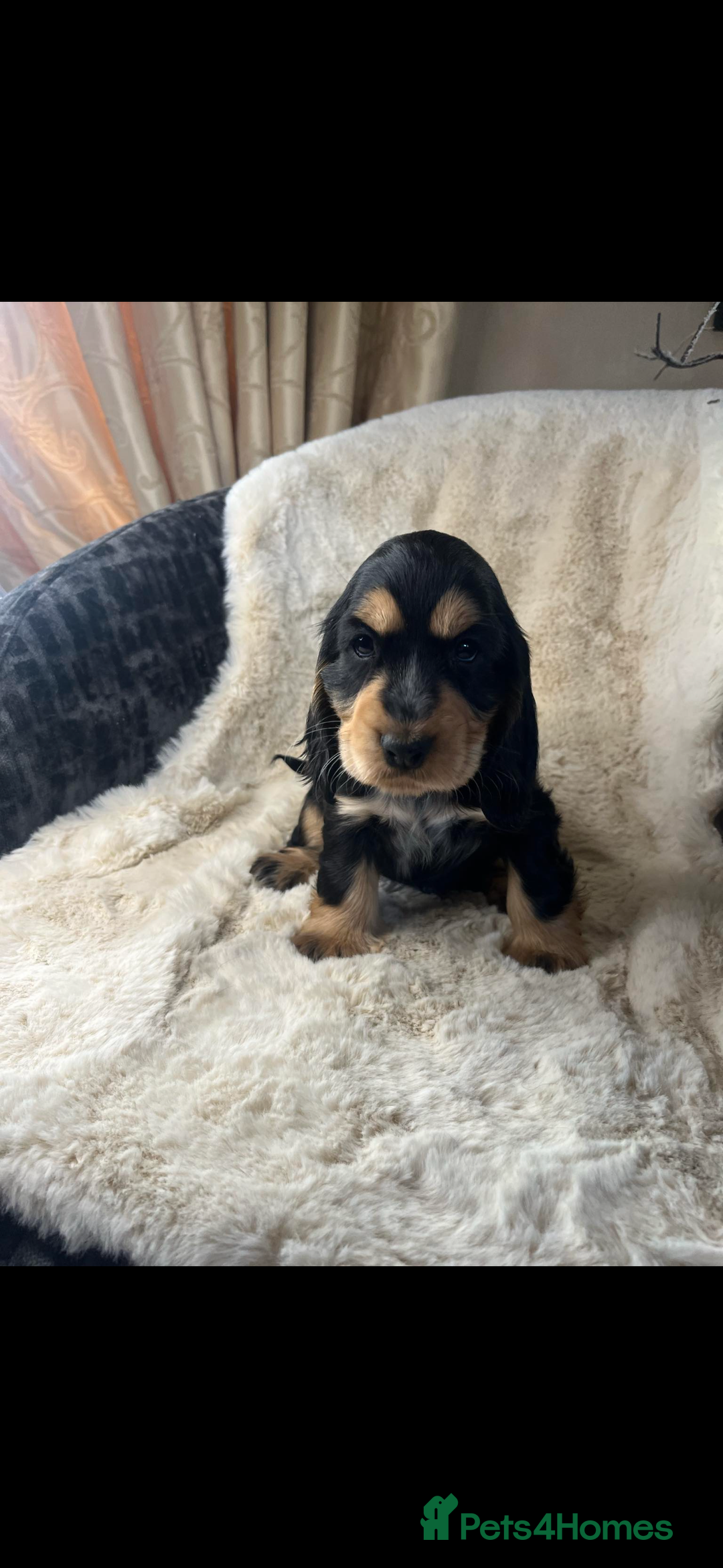 Cocker Spaniel dogs for sale: Health tested cocker spaniel puppies  - Advert 12