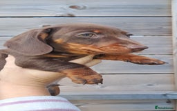 Miniature Dachshund dogs for sale: Miniature dachshund pups - Image 1