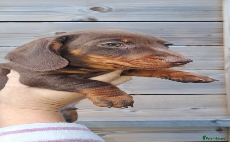 Miniature Dachshund dogs - Advert 9