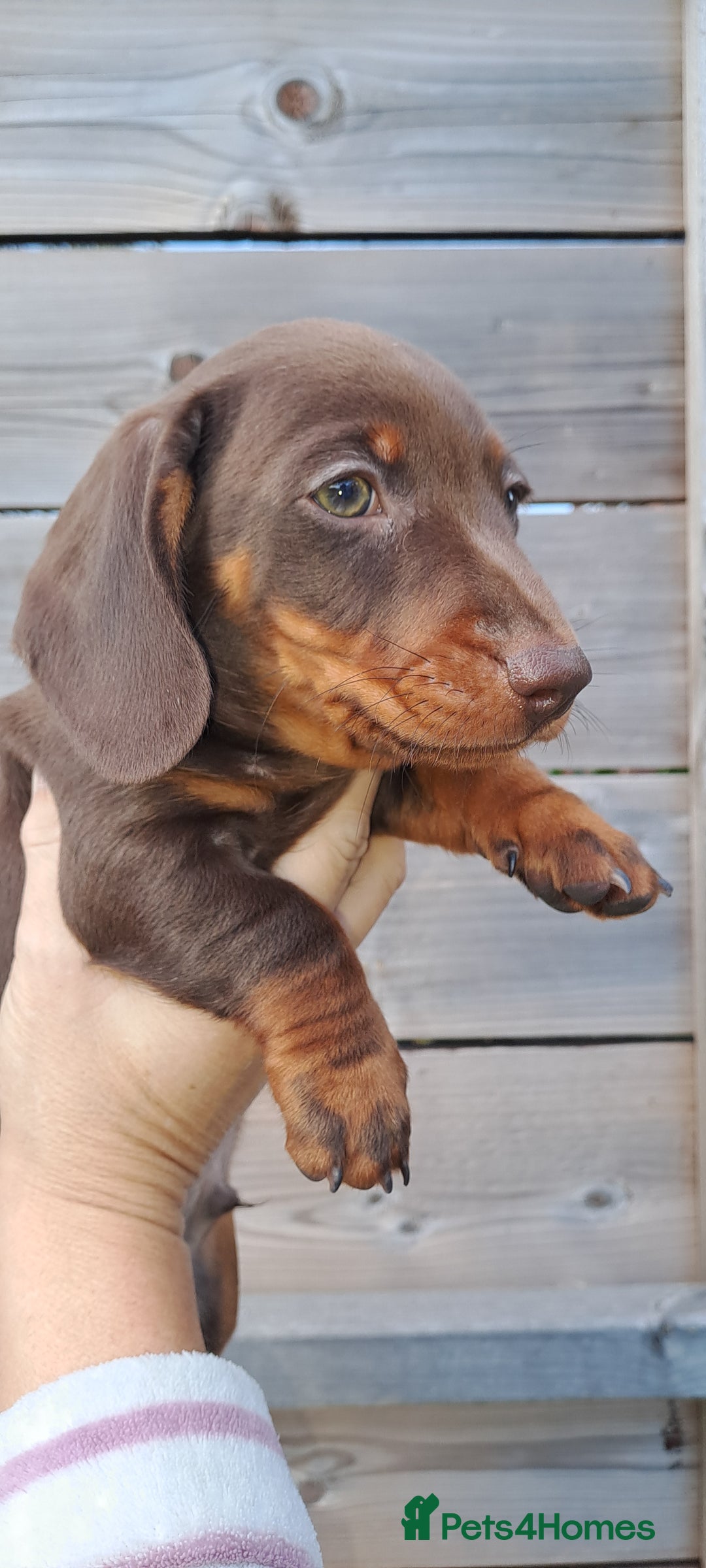 Miniature Dachshund dogs for sale: Miniature dachshund pups - Image 1