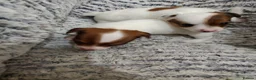 Jack Russell dogs for sale: 1 male pure mini jack russel - parents can be seen - Advert 7