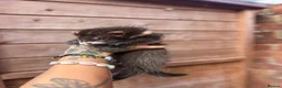 Ferret rodents for sale: FullangoraHob/1semiAngoraJill silver/2sableFullJil - Advert 1
