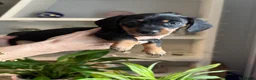 Dachshund dogs for sale: Puppies for sale!!  - Advert 5