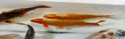 Koi Carp fish for sale: 16”-18” Koi for sale. - Advert 6