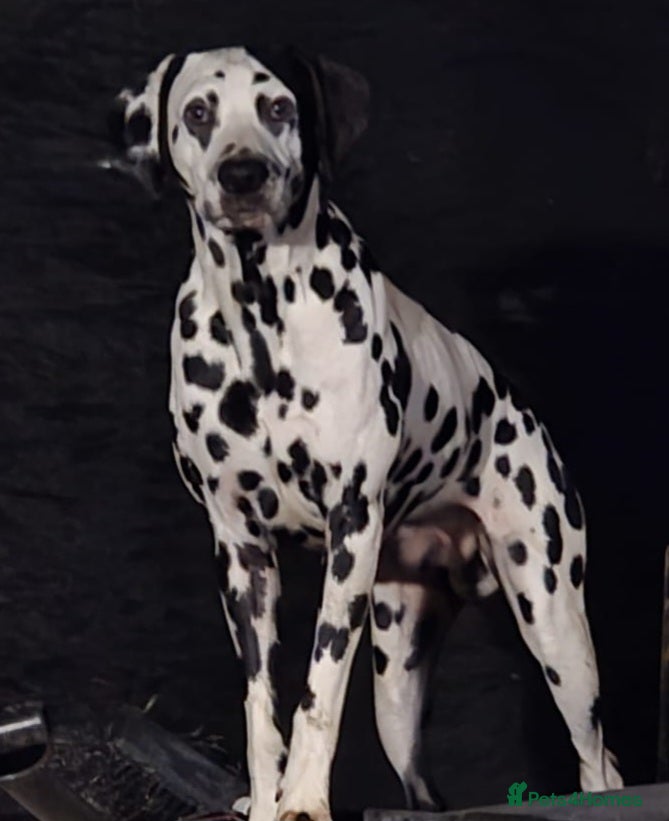 Dalmatian dogs Kc dalmatian black spot  - Advert 2