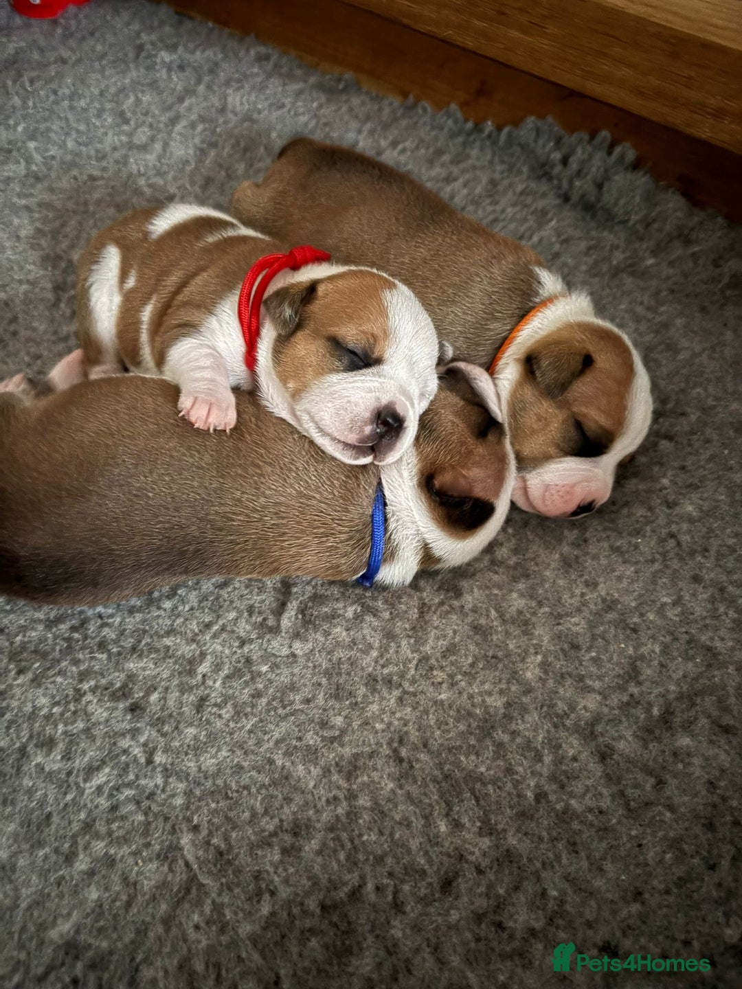 Staffordshire Bull Terrier dogs for sale: KC Staffordshire bull terriers 🧡🧡🏆🩸 REDS  - Image 14