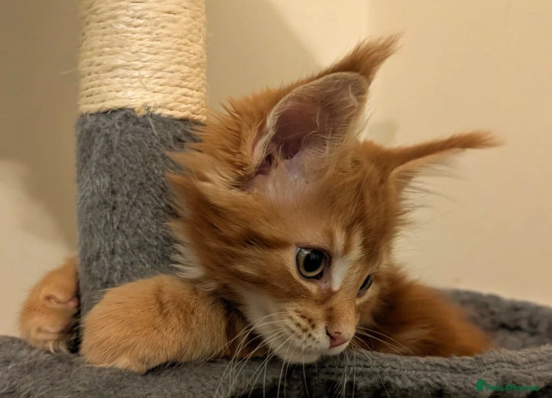 Maine Coon cats for sale: Ready to be re-homed - Advert 10