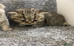 British Shorthair cats for sale: Gorgeous British shorthair kittens  - Image 13