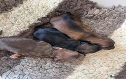 Miniature Dachshund dogs for sale: Miniature Longhaired Dachshunds ready 10.12.25 - Advert 5