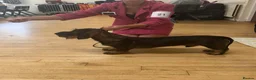 Dachshund dogs for sale: Wirehaired Dachshund Puppies (STD) - Advert 4
