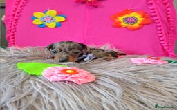 Miniature Dachshund dogs for sale: 3 MINIATURE DUSCHUND PUPPIES  - Image 9