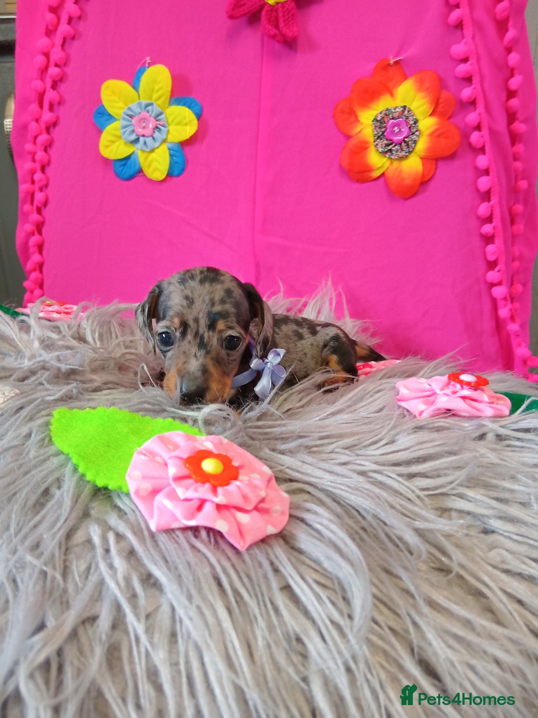 Miniature Dachshund dogs for sale: 3 MINIATURE DUSCHUND PUPPIES  - Image 9
