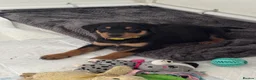 Rottweiler dogs for sale: Puppy Rottweiler male in Derby - Advert 3