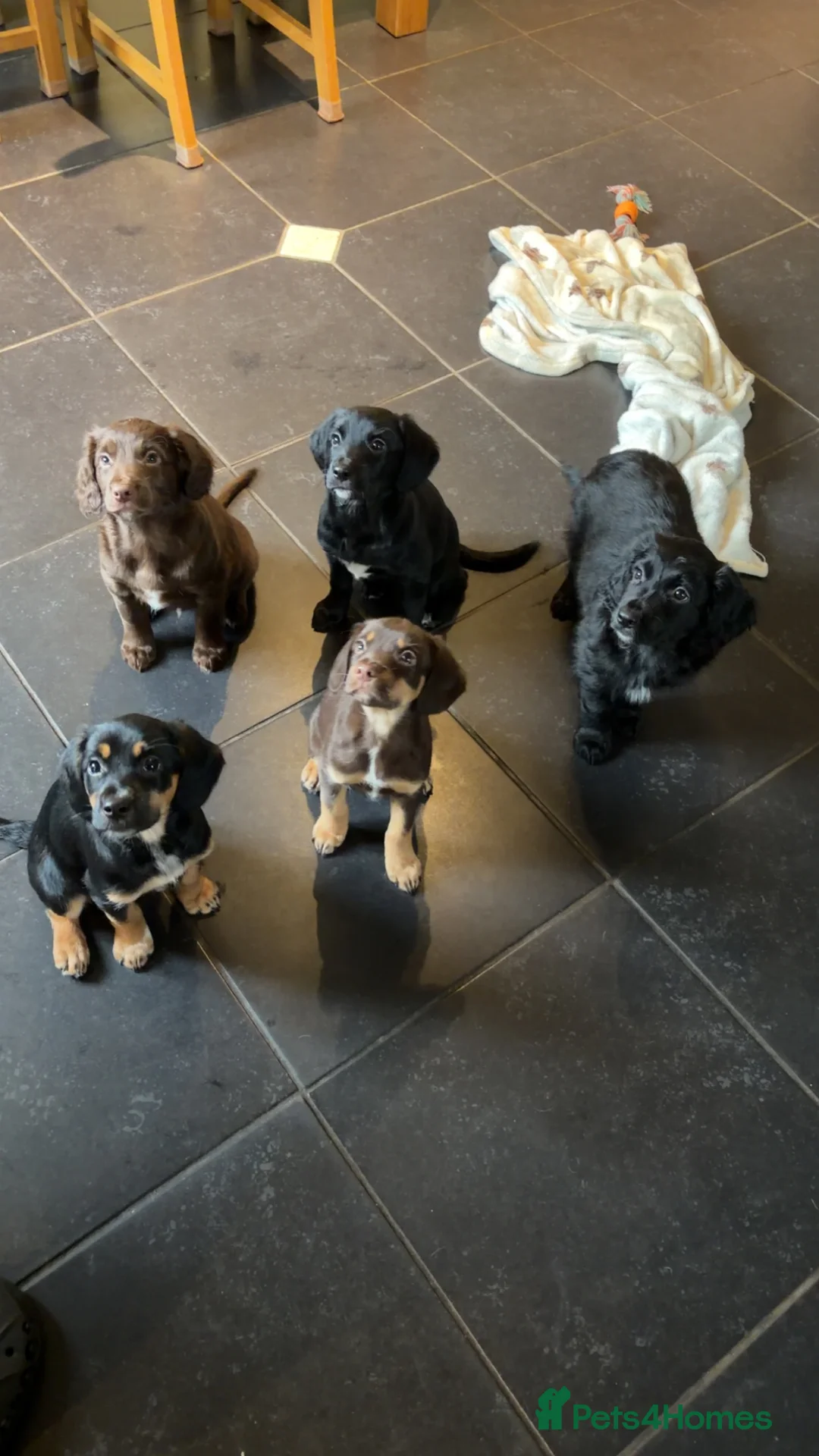 Mixed Breed dogs for sale: 2 stunning Cocker collies puppies for sale in Kirkby Stephen - Advert 4