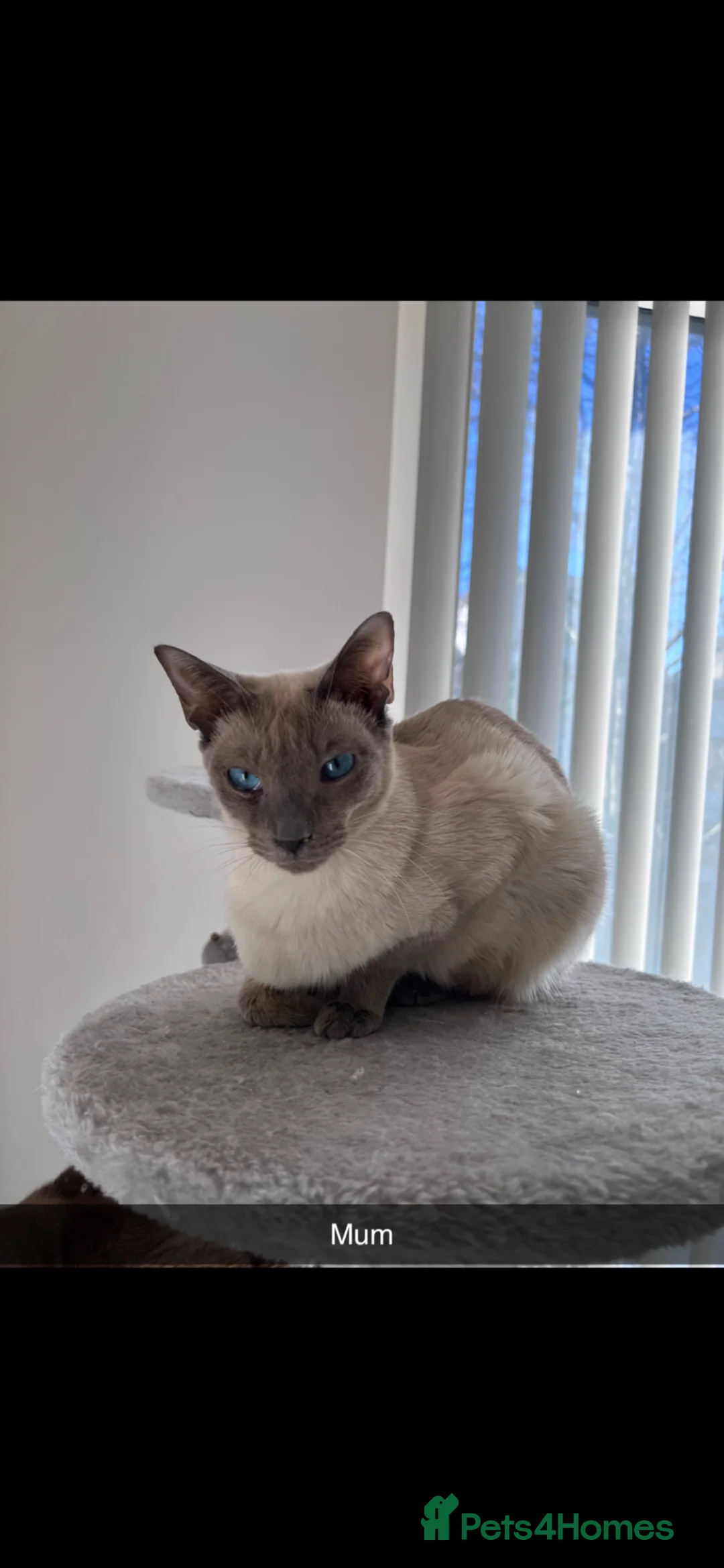 Siamese cats for sale:  Adorable Siamese Kittens –Mum and Dad can be seen - Advert 13