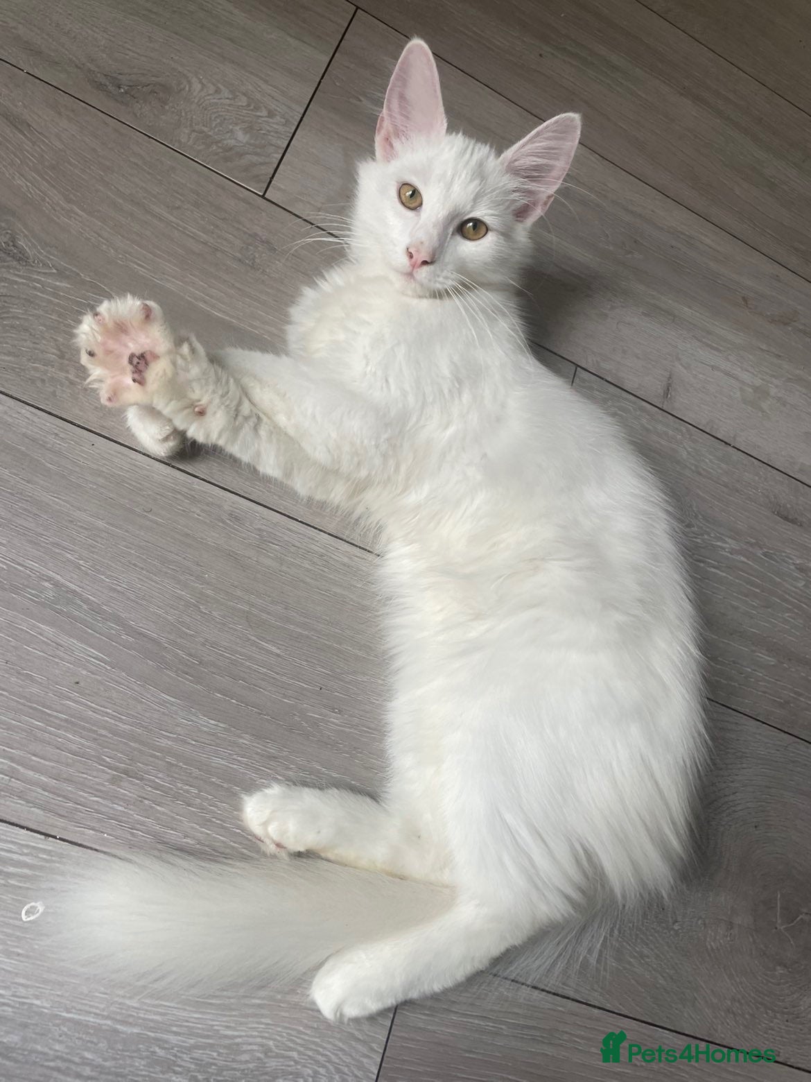 Norwegian Forest Cat cats Yumiko - Advert 1