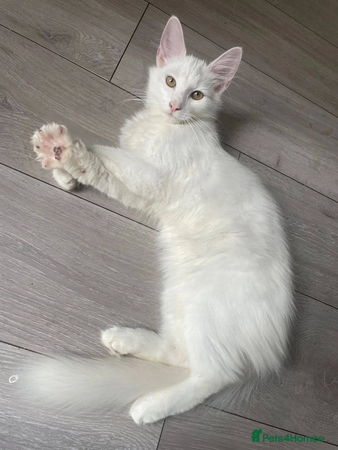 Norwegian Forest Cat cats for sale: Yumiko in London - Advert 1