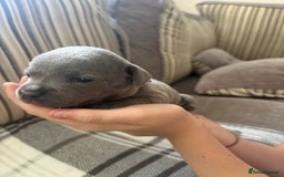 Staffordshire Bull Terrier dogs for sale: 8 Staffordshire Bull Terriers  - Image 33