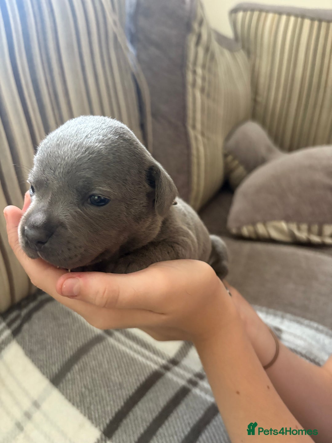 Staffordshire Bull Terrier dogs for sale: 8 Staffordshire Bull Terriers  - Image 33