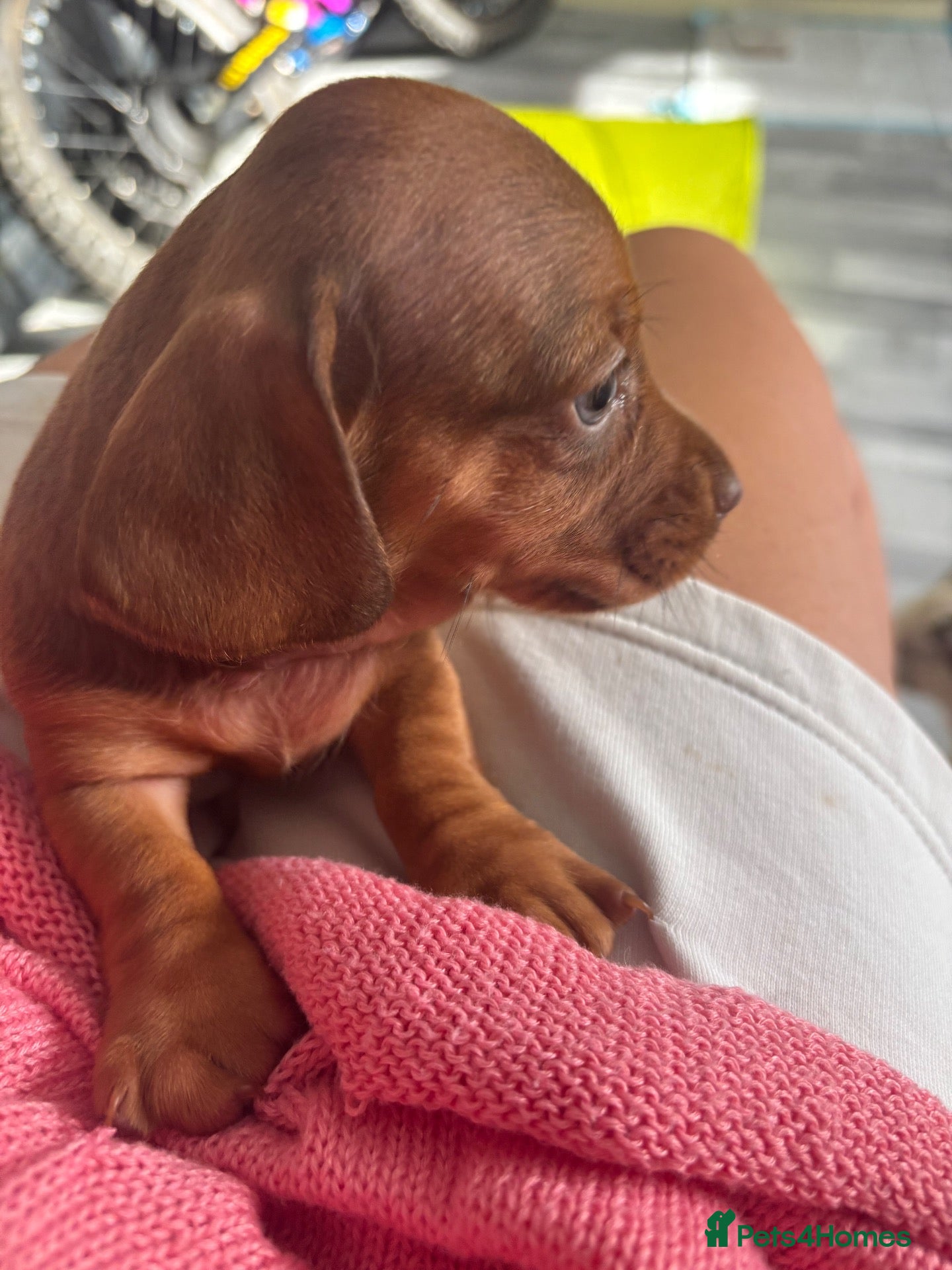Dachshund dogs Miniature dachshund - Advert 10