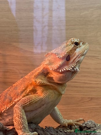Bearded Dragon reptiles - Advert 1