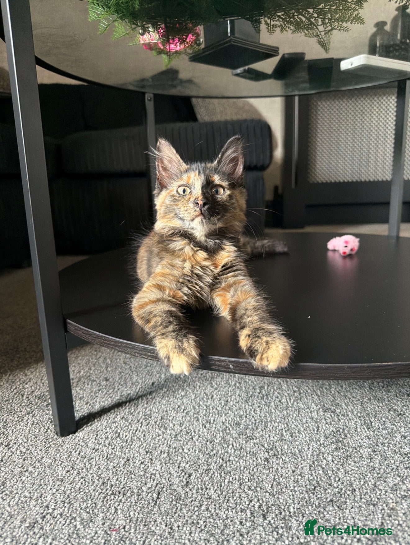 Mixed Breed cats Mixed tortoise shell - Advert 1