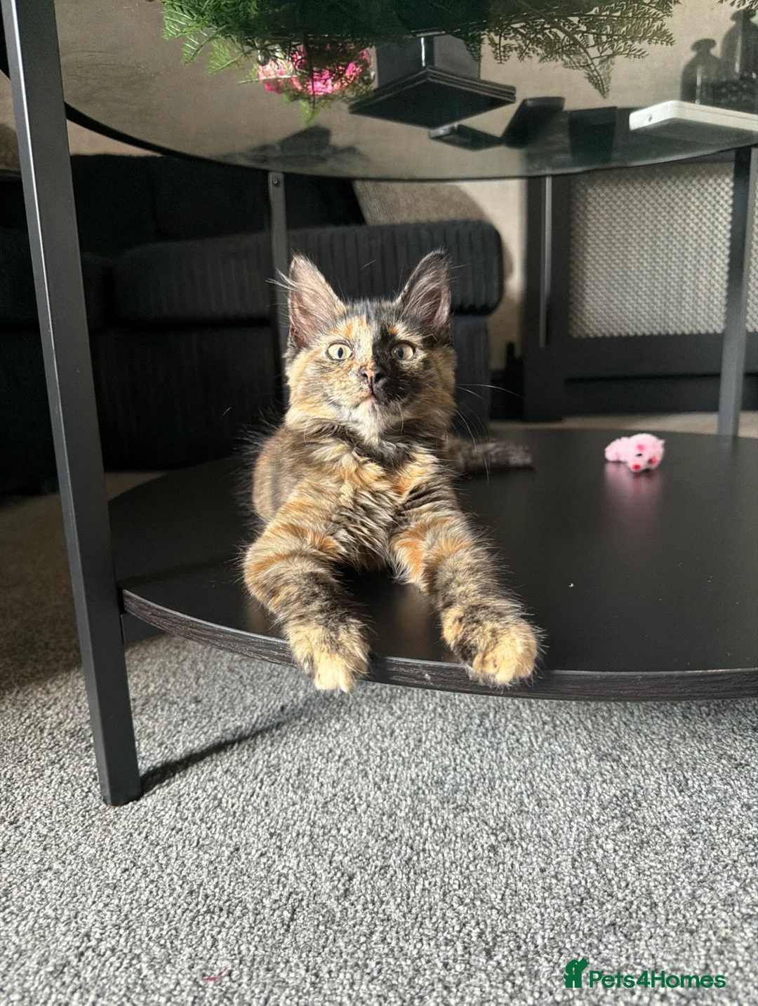 Mixed Breed cats for sale: Mixed tortoise shell in Preston - Advert 1