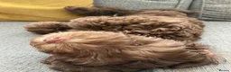 Cockapoo dogs for sale: Beautiful Chocolate Cockerpoo Puppy 10 weeks old  in Colchester - Advert 3