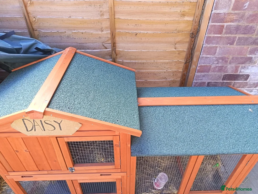 Mini Lop rabbits for sale: Rabbit, hutch and cover in Stevenage - Advert 7