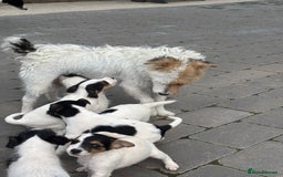 Jack Russell dogs for sale: rough coated Jack Russell  - Image 13