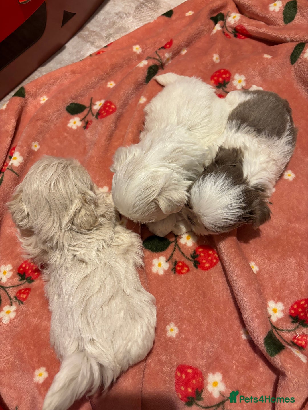 Shih Tzu dogs for sale: Beautiful Shih Tzu puppies - Advert 5