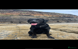 Labrador Retriever dogs for stud: Black Labrador Stud - Image 5