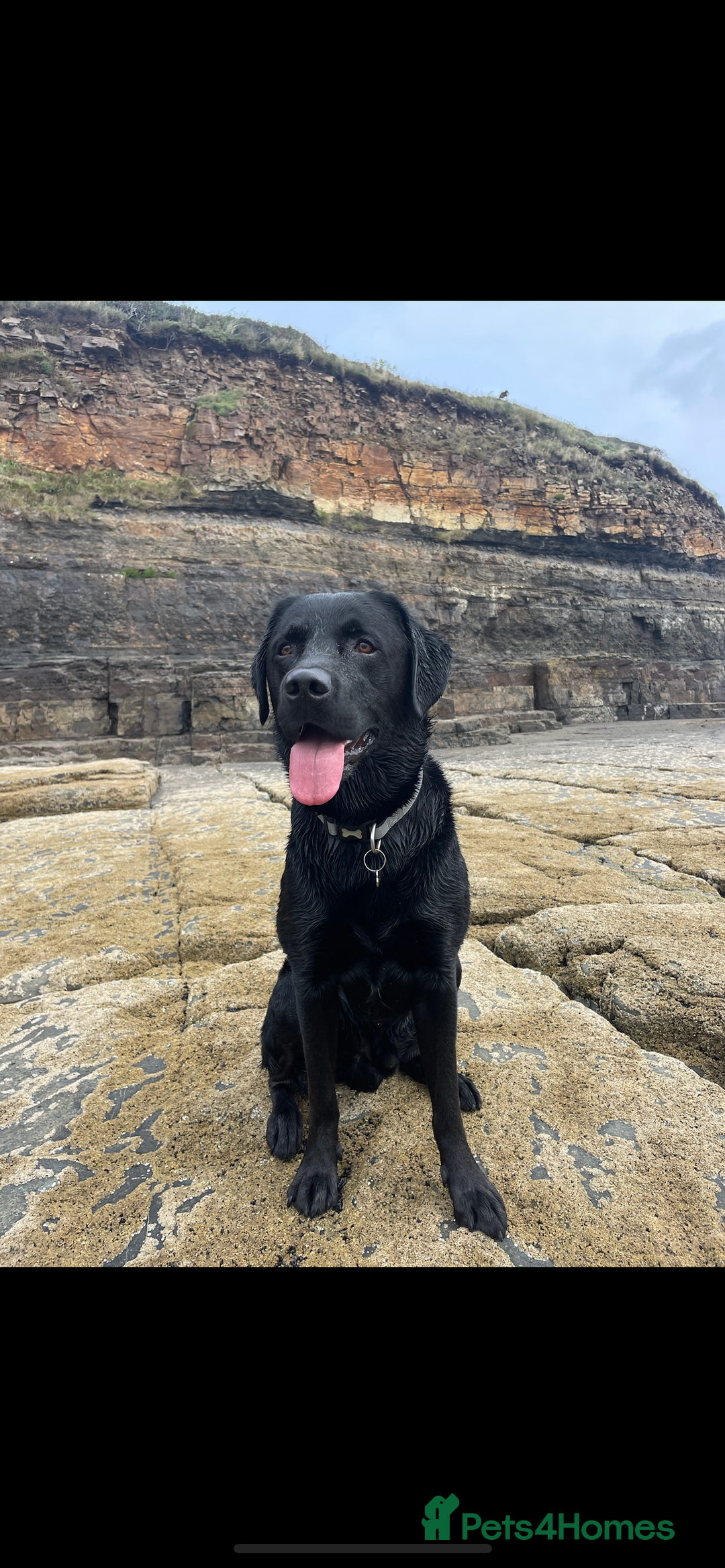 Labrador Retriever dogs for stud: Black Labrador Stud - Image 5