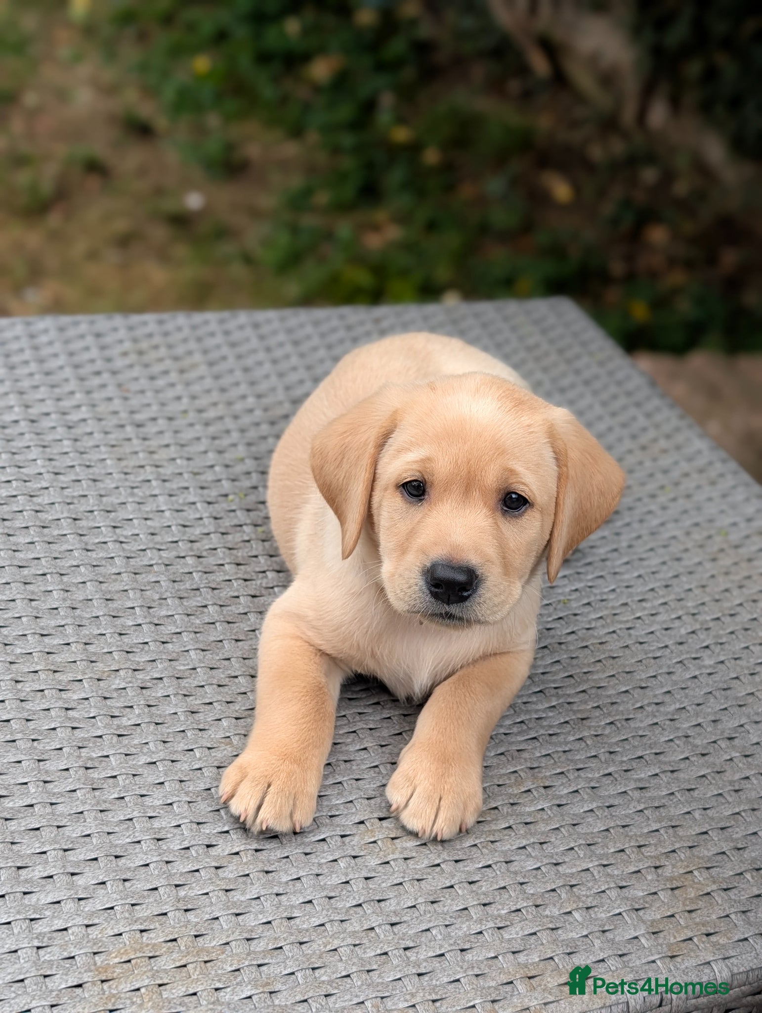 Labrador Retriever dogs KC Registered Red Fox/Yellow Labrador Puppies  - Advert 11