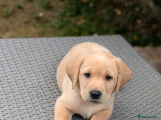Labrador Retriever dogs KC Registered Red Fox/Yellow Labrador Puppies - Advert 11