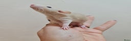 Rat rodents for sale: Baby rats  - Advert 5