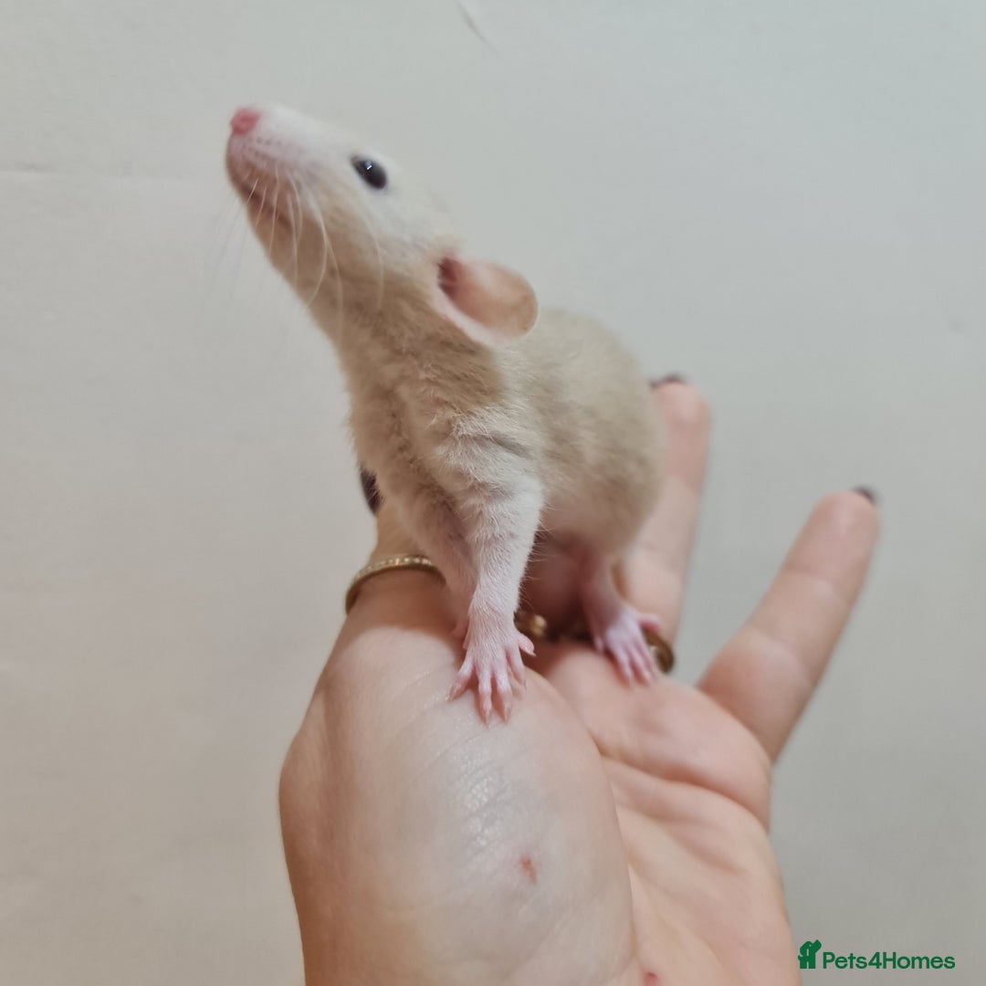 Rat rodents for sale: Baby rats  - Advert 5