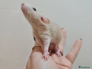 Rat rodents Baby rats - Advert 21