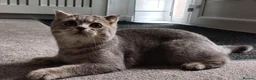 Scottish Fold cats for sale: TICA affectionate Inoculated Scottish fold  - Advert 12