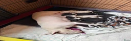 English Bull Terrier dogs for sale: English bull terrier puppys in Grays - Advert 1