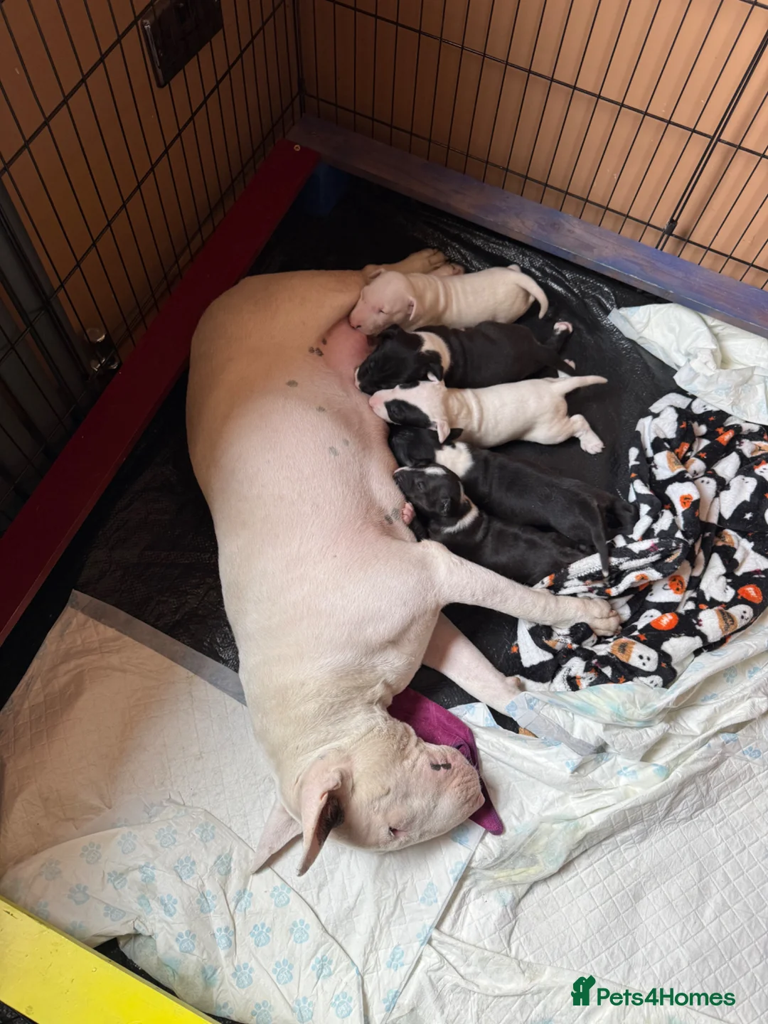 English Bull Terrier dogs for sale: English bull terrier puppys in Grays - Advert 1