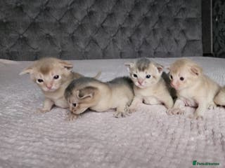 Abyssinian cats Abyssinian - Advert 5