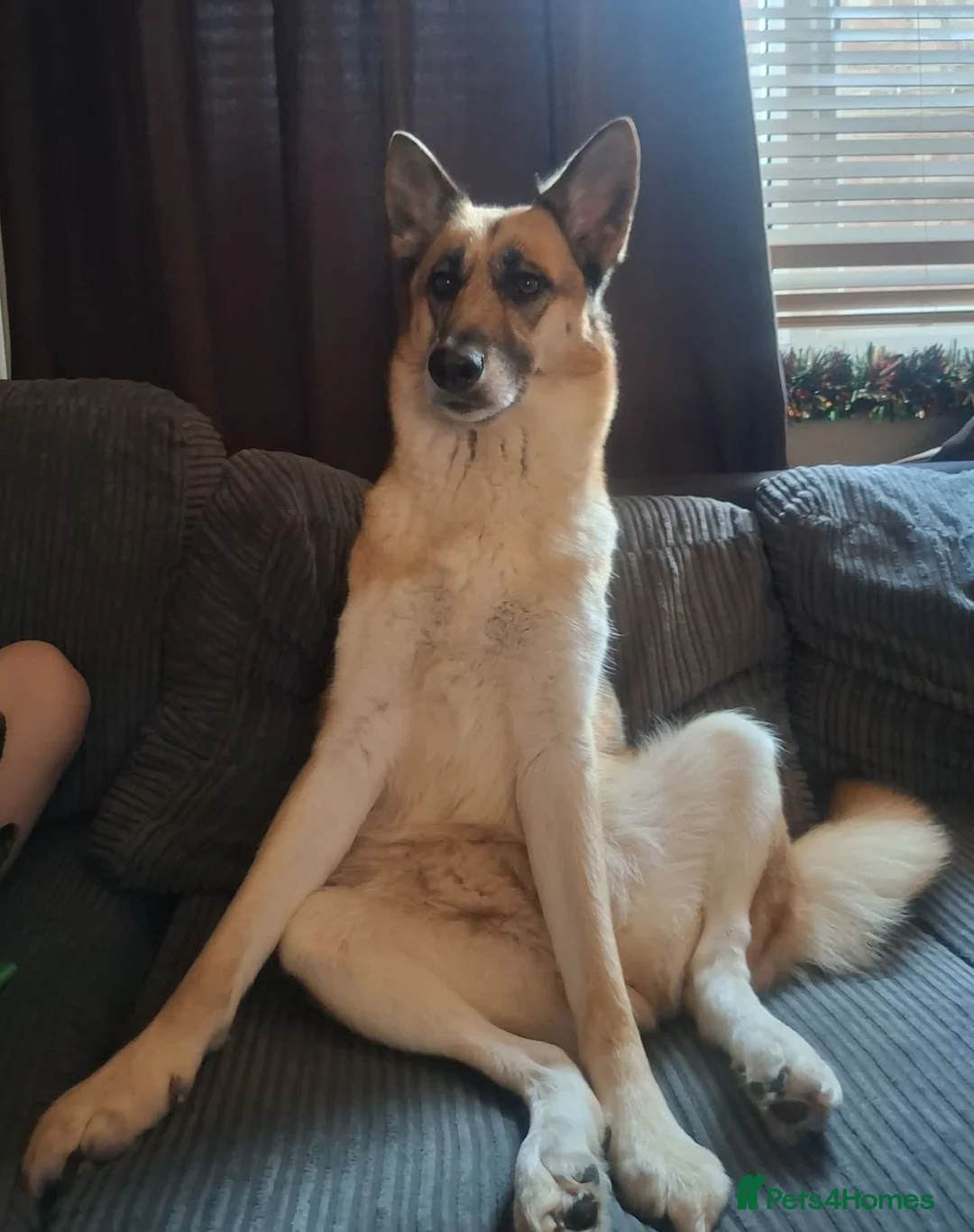 Shepsky dogs for sale: We have 7 beautiful shepskys 2 girls 5 boys in Wisbech - Advert 1