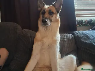 Shepsky dogs We have 7 beautiful shepskys 2 girls 5 boys - Advert 2