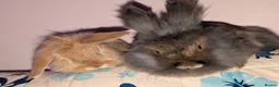 Lionhead rabbits for sale: 2 lionhead Rabbits looking for loving home in Nottingham - Advert 1