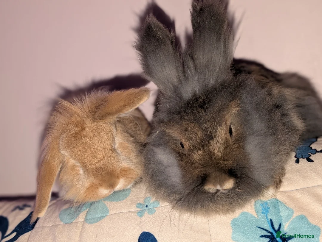 Lionhead rabbits for sale: 2 lionhead Rabbits looking for loving home in Nottingham - Advert 1