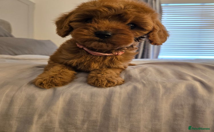Cavapoo dogs - Advert 16